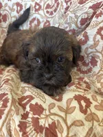 Coco, a female Shih Tzu for sale in Seymour, MO – Photo 8 of 8