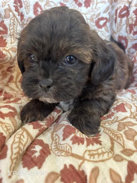 Coco – Shih Tzu puppy for sale in Seymour, MO