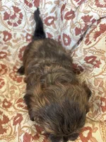 Coco, a female Shih Tzu for sale in Seymour, MO – Photo 3 of 8