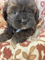 Coco, a female Shih Tzu for sale in Seymour, MO – Photo 4 of 8