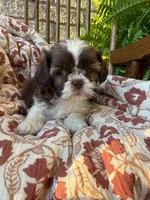 Tiny Beckem, a male Shih Tzu for sale in Seymour, MO – 7 of 8