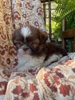 Tiny Memphis, a male Shih Tzu for sale in Seymour, MO – 6 of 10