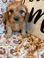 Finn, a male Cavapoo for sale in Seymour, MO – 7 of 7
