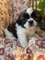 Otto, a male Shih Tzu for sale in Seymour, MO – 3 of 9