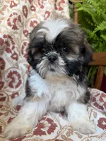 Kate, a female Shih Tzu for sale in Seymour, MO – 8 of 10