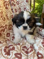 Otto, a male Shih Tzu for sale in Seymour, MO – 4 of 9
