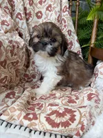 Fancy, a female Shih Tzu for sale in Seymour, MO – 8 of 10