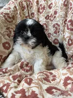 Charlie, a male Shih Tzu for sale in Seymour, MO – 3 of 10