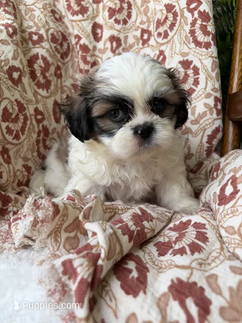 Charlie – Shih Tzu puppy for sale in Seymour, MO