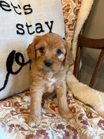 Beau, a male Cavapoo for sale in Seymour, MO – 2 of 7