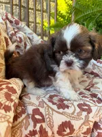 Tiny Beckem, a male Shih Tzu for sale in Seymour, MO – 8 of 8