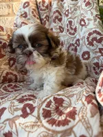 Eleanor, a female Shih Tzu for sale in Seymour, MO – 9 of 9