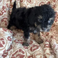 Mazie, a female Shihpoo and Shih Tzu for sale in Seymour, MO – Photo 2 of 7