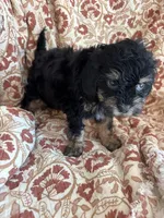 Mazie, a female Shihpoo for sale in Seymour, MO – Photo 1 of 7