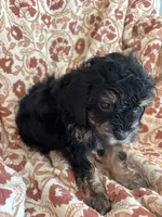 Mazie, a female Shihpoo for sale in Seymour, MO – Photo 5 of 7