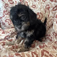 Mazie, a female Shihpoo and Shih Tzu for sale in Seymour, MO – Photo 6 of 7