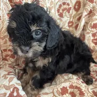 Mazie, a female Shihpoo and Shih Tzu for sale in Seymour, MO – Photo 5 of 7