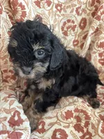 Mazie, a female Shihpoo for sale in Seymour, MO – Photo 4 of 7