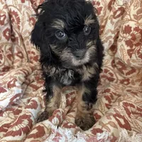 Mazie, a female Shihpoo and Shih Tzu for sale in Seymour, MO – Photo 7 of 7