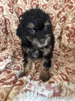 Mazie, a female Shihpoo for sale in Seymour, MO – Photo 7 of 7