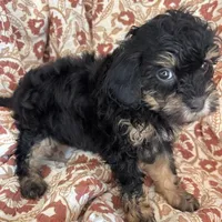 Mazie, a female Shihpoo and Shih Tzu for sale in Seymour, MO – Photo 4 of 7