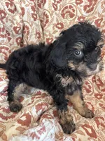 Mazie, a female Shihpoo for sale in Seymour, MO – Photo 3 of 7