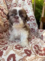 Eleanor, a female Shih Tzu for sale in Seymour, MO – 4 of 9