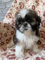 Kate, a female Shih Tzu for sale in Seymour, MO – 10 of 10