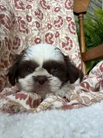 Molly Mae, a female Shih Tzu for sale in Seymour, MO – 8 of 10