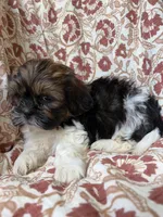 Jasper, a male Shih Tzu for sale in Seymour, MO – 8 of 10