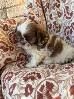 Eleanor, a female Shih Tzu for sale in Seymour, MO – 3 of 9