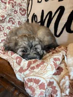 Nash, a male Shih Tzu for sale in Seymour, MO – 9 of 10