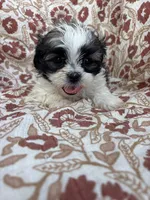 Jules, a female Shih Tzu for sale in Seymour, MO – Photo 8 of 8