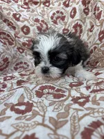 Jules, a female Shih Tzu for sale in Seymour, MO – Photo 6 of 8