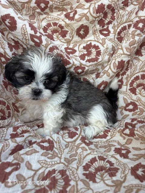 Jules – Shih Tzu puppy for sale in Seymour, MO