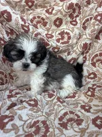 Jules, a female Shih Tzu for sale in Seymour, MO – Photo 1 of 8