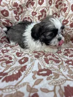 Jules, a female Shih Tzu for sale in Seymour, MO – Photo 5 of 8