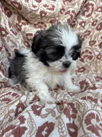 Jules, a female Shih Tzu for sale in Seymour, MO – Photo 2 of 8