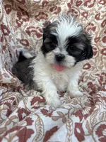 Jules, a female Shih Tzu for sale in Seymour, MO – Photo 7 of 8