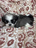 Jules, a female Shih Tzu for sale in Seymour, MO – Photo 3 of 8