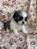 Jules, a female Shih Tzu for sale in Seymour, MO – Photo 4 of 8