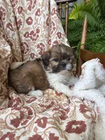 Fancy, a female Shih Tzu for sale in Seymour, MO – 10 of 10