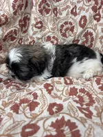 Jozie, a female Shih Tzu for sale in Seymour, MO – Photo 6 of 9
