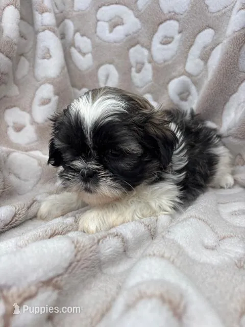 Jozie – Shih Tzu puppy for sale in Seymour, MO