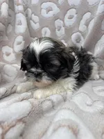 Jozie, a female Shih Tzu for sale in Seymour, MO – Photo 1 of 9