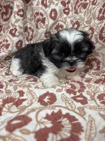 Jozie, a female Shih Tzu for sale in Seymour, MO – Photo 7 of 9