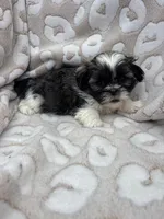 Jozie, a female Shih Tzu for sale in Seymour, MO – Photo 2 of 9