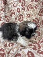 Jozie, a female Shih Tzu for sale in Seymour, MO – Photo 9 of 9