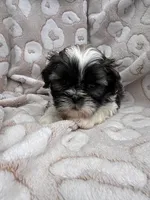 Jozie, a female Shih Tzu for sale in Seymour, MO – Photo 3 of 9