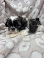 Jozie, a female Shih Tzu for sale in Seymour, MO – Photo 4 of 9
